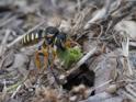 Trachusa sp (Leafcutter Bee).jpg